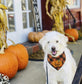 Halloween Dog Plaid Bandana With Pumpkin Appliques,Pet Dog Puppy Holiday Scarf