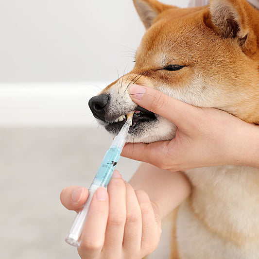 Teeth Repairing Kit For Dog - Teeth Cleaning Pen Kit