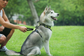 Reflective Dog Harness